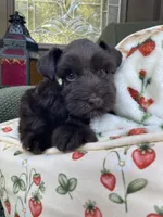 Chocolate male , a male Miniature Schnauzer for sale in Terrell, TX – 2 of 8