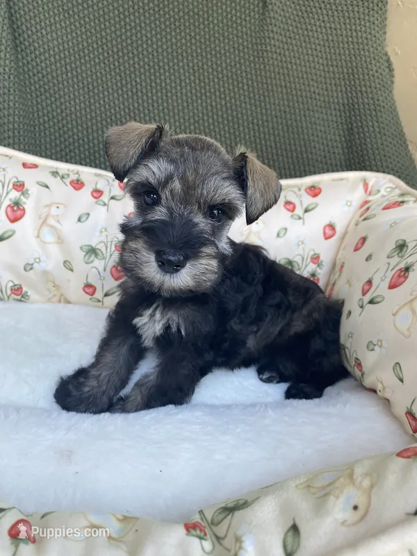 Platinum  – Miniature Schnauzer puppy for sale in Terrell, TX
