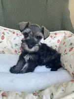 Platinum , a female Miniature Schnauzer for sale in Terrell, TX – 1 of 5