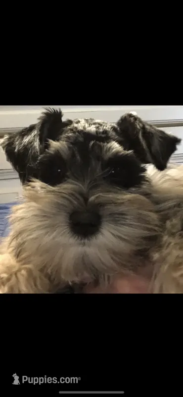 Blu – Miniature Schnauzer puppy for sale in Terrell, TX