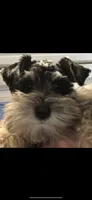 Blu, a male Miniature Schnauzer for sale in Terrell, TX – 1 of 5