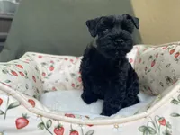 Black female , a female Miniature Schnauzer for sale in Terrell, TX – 3 of 6