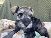 Platinum , a female Miniature Schnauzer for sale in Terrell, TX – 2 of 5