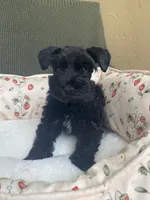 Black male , a male Miniature Schnauzer for sale in Terrell, TX – 2 of 5