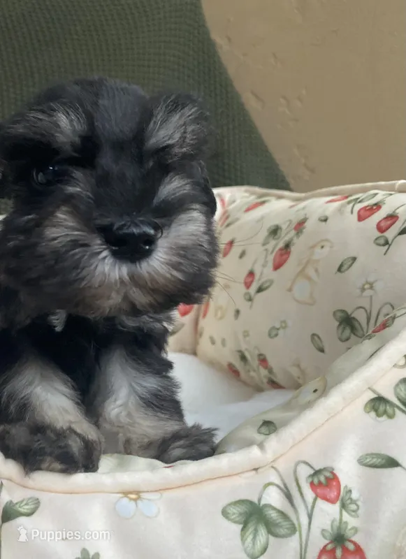 Phantom female  – Miniature Schnauzer puppy for sale in Terrell, TX