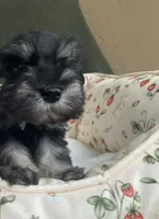 Phantom female , a female Miniature Schnauzer for sale in Terrell, TX – 1 of 3