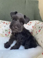 Chocolate male , a male Miniature Schnauzer for sale in Terrell, TX – 6 of 8