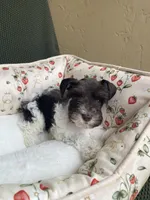 Chocolate parti, a female Miniature Schnauzer for sale in Terrell, TX – 2 of 4