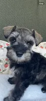 Platinum , a female Miniature Schnauzer for sale in Terrell, TX – 4 of 5