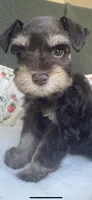 Chocolate phantom, a female Miniature Schnauzer for sale in Terrell, TX – 4 of 5