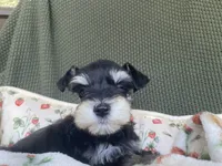 Phantom black, a female Miniature Schnauzer for sale in Terrell, TX – 4 of 6