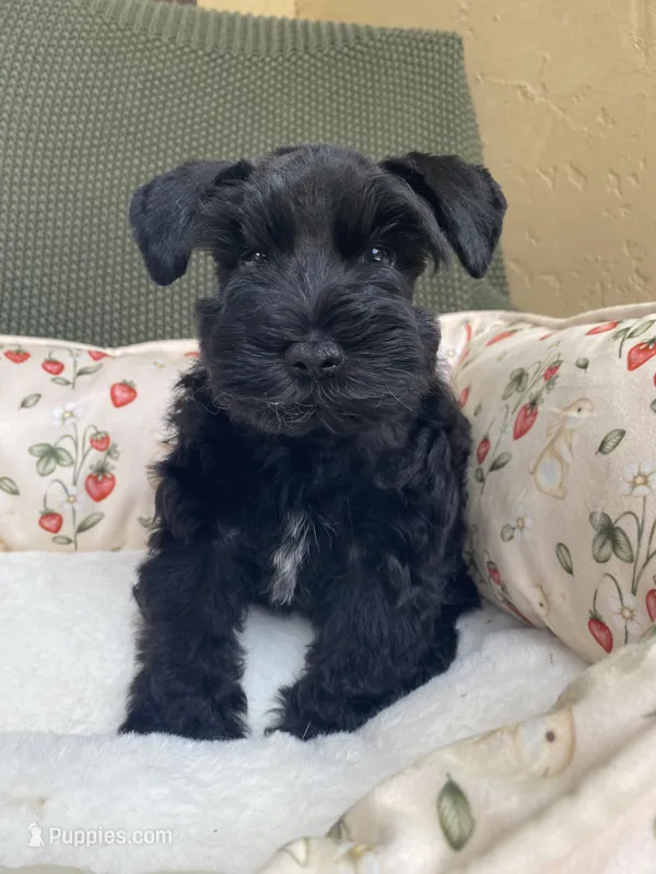 Black male  – Miniature Schnauzer puppy for sale in Terrell, TX