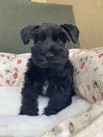 Black male , a male Miniature Schnauzer for sale in Terrell, TX – 1 of 5