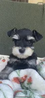 Phantom black, a female Miniature Schnauzer for sale in Terrell, TX – 5 of 6
