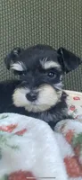 Phantom black, a female Miniature Schnauzer for sale in Terrell, TX – 6 of 6