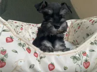 Phantom female , a female Miniature Schnauzer for sale in Terrell, TX – 3 of 3