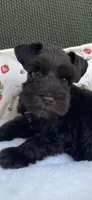 Chocolate male , a male Miniature Schnauzer for sale in Terrell, TX – 5 of 8