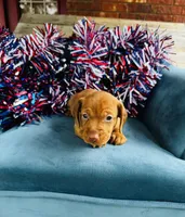 Maxx, a male Miniature Dachshund for sale in Ardmore, OK – 4 of 10