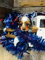 Johnnie Walker (Longhair), a male Miniature Dachshund for sale in Ardmore, OK – 8 of 10