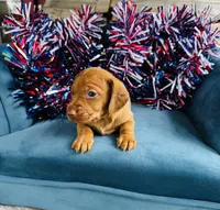 Maxx, a male Miniature Dachshund for sale in Ardmore, OK – 8 of 10