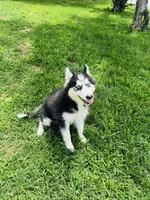 Ravia, a female Siberian Husky for sale in Ardmore, OK – 8 of 10