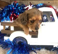 Whiskey (Longhair), a male Miniature Dachshund for sale in Ardmore, OK – 5 of 10