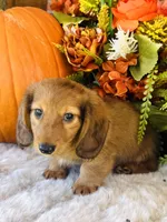 Boston (Longhair), a male Miniature Dachshund for sale in Ardmore, OK – 4 of 10