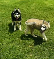 Turbo, a male Siberian Husky for sale in Ardmore, OK – 5 of 10