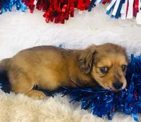 Whiskey (Longhair), a male Miniature Dachshund for sale in Ardmore, OK – 2 of 10