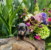 Jackie, a female Miniature Dachshund for sale in Ardmore, OK – 4 of 10
