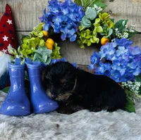 Cami, a female Yorkshire Terrier for sale in Ardmore, OK – 2 of 10