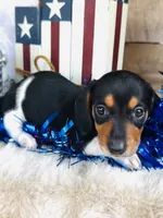 Brandy, a female Miniature Dachshund for sale in Ardmore, OK – 6 of 10