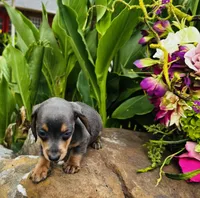Jackie, a female Miniature Dachshund for sale in Ardmore, OK – 3 of 10