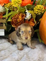 Ellie (Longhair), a female Miniature Dachshund for sale in Ardmore, OK – 2 of 10