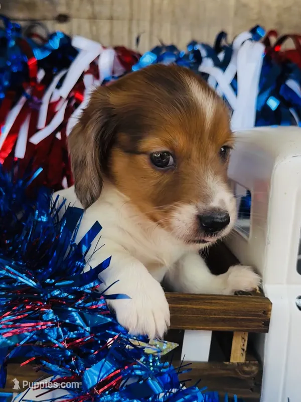 Jim Beam (Longhair) – Miniature Dachshund puppy for sale in Ardmore, OK