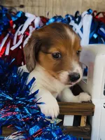 Jim Beam (Longhair), a male Miniature Dachshund for sale in Ardmore, OK – 1 of 10