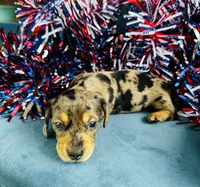 Harley, a male Miniature Dachshund for sale in Ardmore, OK – 4 of 10
