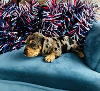 Harley, a male Miniature Dachshund for sale in Ardmore, OK – 8 of 10
