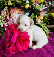 Jackie , a female Miniature Dachshund for sale in Ardmore, OK – Photo 4 of 10