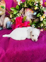 Jackie , a female Miniature Dachshund for sale in Ardmore, OK – Photo 7 of 10