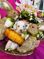 Jackie , a female Miniature Dachshund for sale in Ardmore, OK – Photo 10 of 10