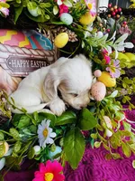 Jackie , a female Miniature Dachshund for sale in Ardmore, OK – Photo 6 of 10