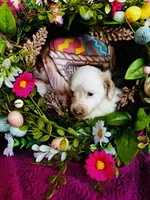 Jackie , a female Miniature Dachshund for sale in Ardmore, OK – Photo 9 of 10