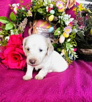 Jackie , a female Miniature Dachshund for sale in Ardmore, OK – Photo 3 of 10