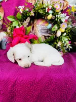 Jackie , a female Miniature Dachshund for sale in Ardmore, OK – Photo 5 of 10