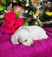 Jackie , a female Miniature Dachshund for sale in Ardmore, OK – Photo 2 of 10