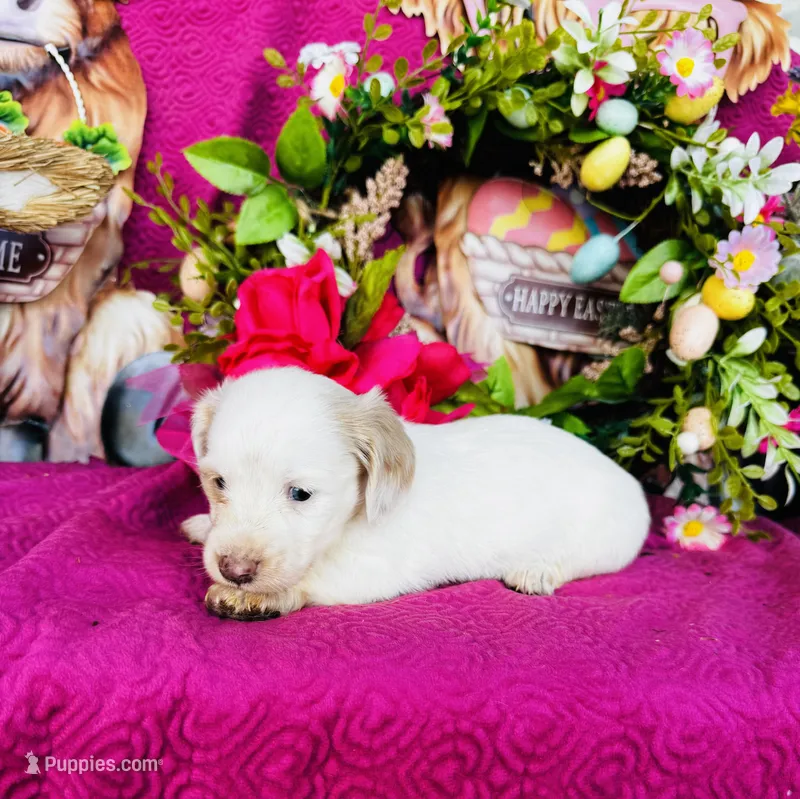 Jackie  – Miniature Dachshund puppy for sale in Ardmore, OK
