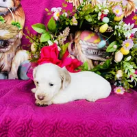 Jackie , a female Miniature Dachshund for sale in Ardmore, OK – Photo 1 of 10