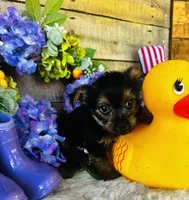 Lance , a male Yorkshire Terrier for sale in Ardmore, OK – 5 of 10