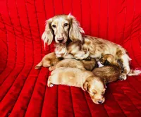 Gretchen, a female Miniature Dachshund for sale in Ardmore, OK – Photo 8 of 10